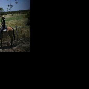 Grabbing the bull by the tail: Venezuela's cowboy sport