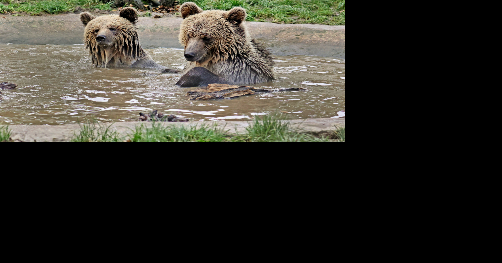 Bears escape from enclosure to devour honey stash