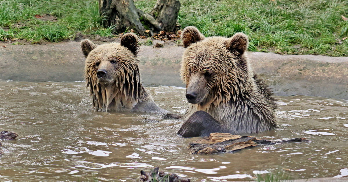 Bears escape from enclosure to devour honey stash