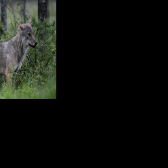 France loosens rules on allowing farmers to shoot wolves