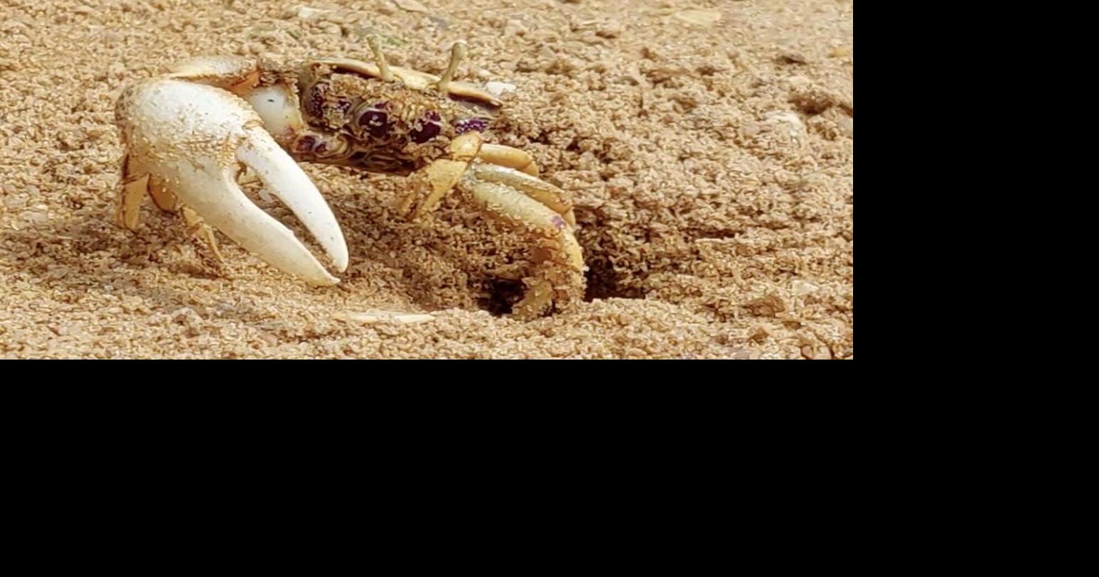 Scientists use robot crab ‘Wavy Dave’ to study fiddler crab mating