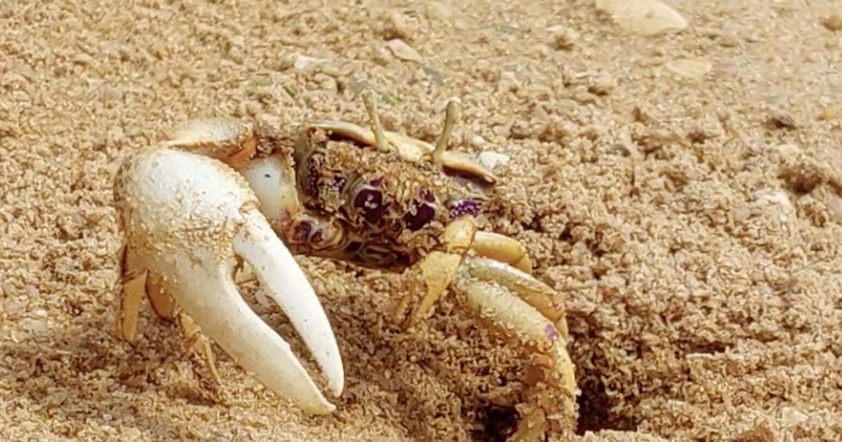 Scientists use robot crab ‘Wavy Dave’ to study fiddler crab mating