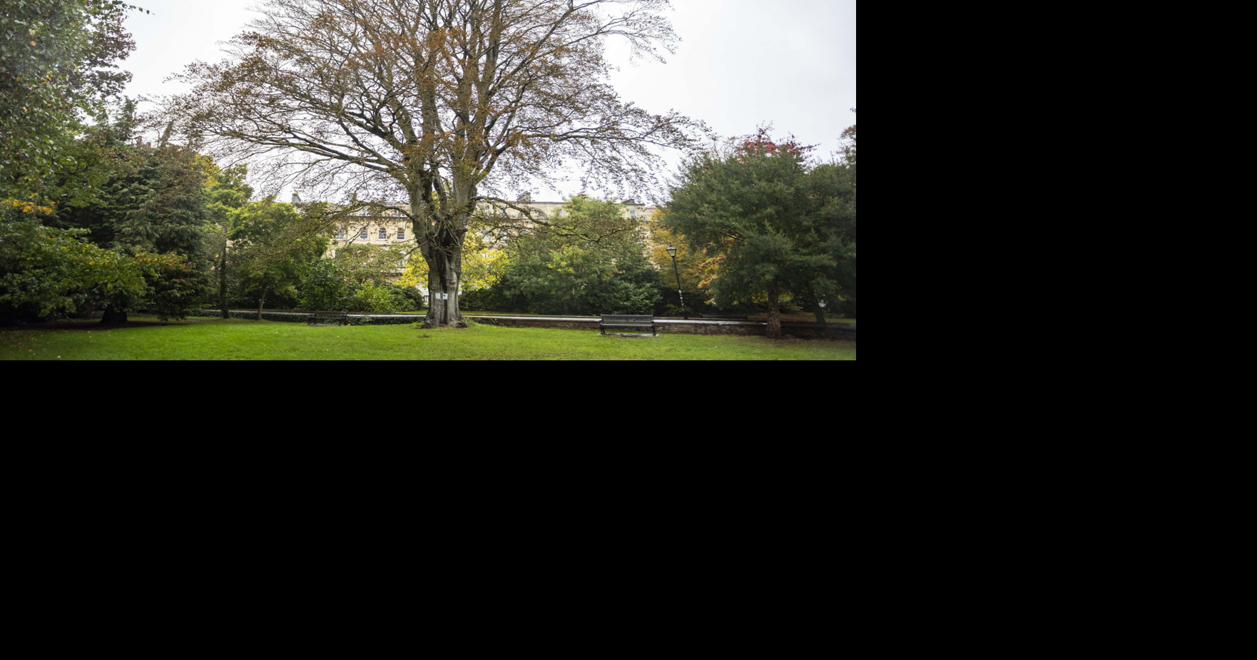 Historic tree to be chopped down after 100-year campaign to save it ...