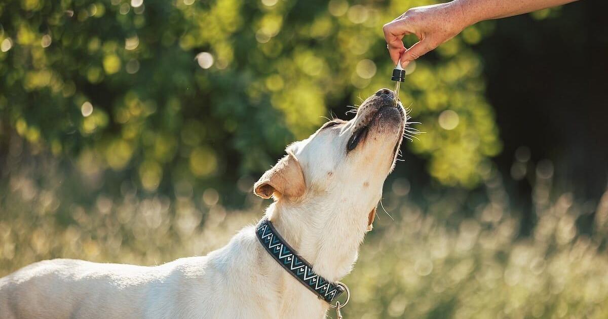 Weed Extract Might Lower Dog Aggression