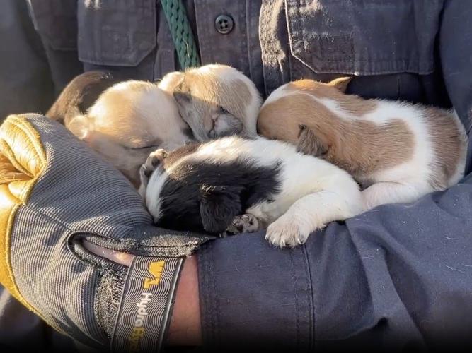 puppiesrescued_featured