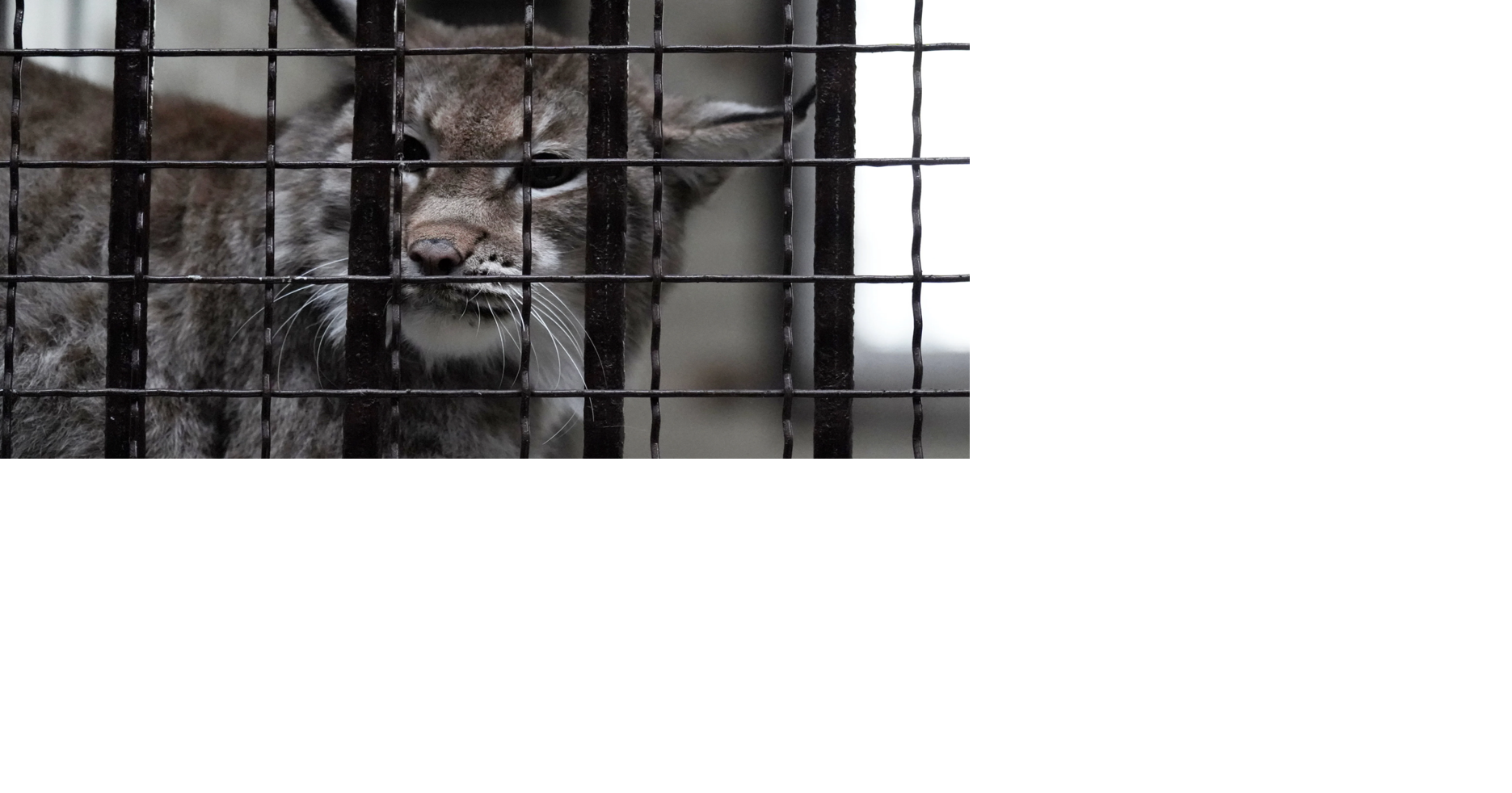 Animal sanctuary raises $183,000 to rescue lynx from war-torn Ukraine