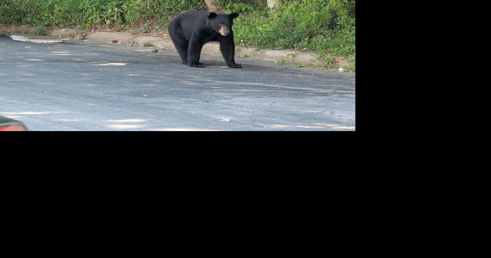 Tis the season for bear sightings