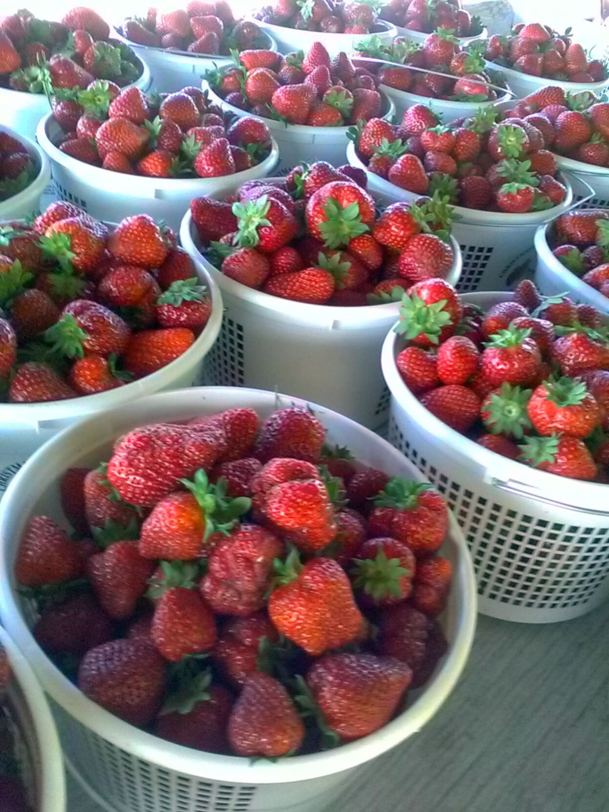 At the Farmers Market: Opening Day - Vimarsana News