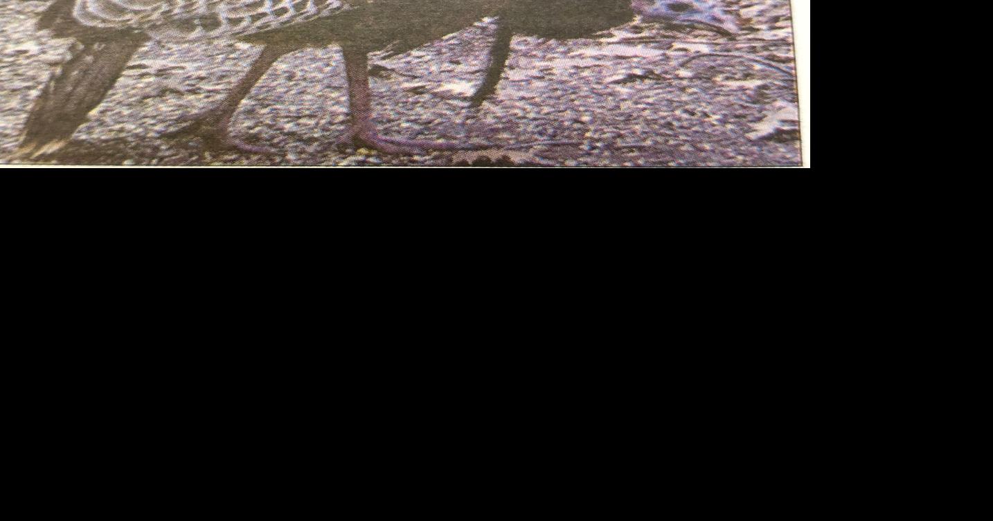 From Our Files: Nov. 21, 2025