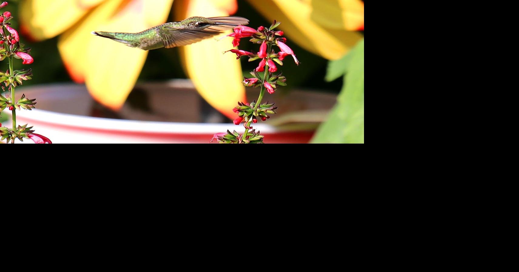 Hummingbirds take center stage for annual Hurrah on Aug. 16 | Community ...