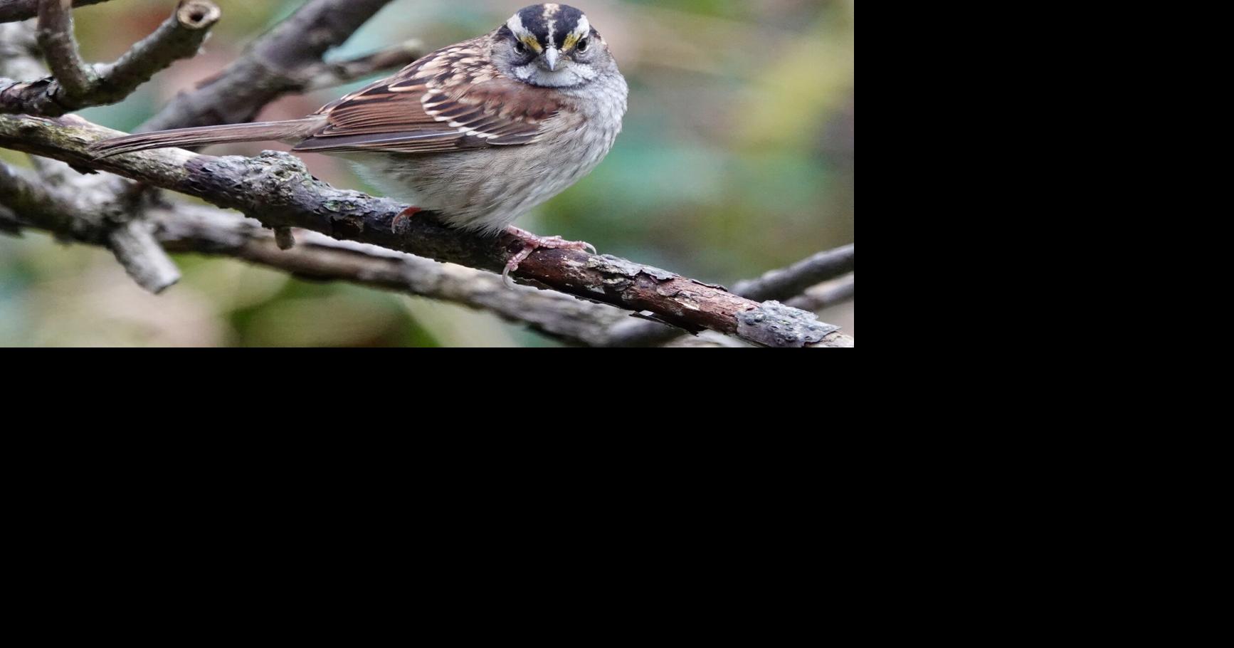 AL BATT: Nothing gets you crowing in the morning like Kellogg’s!