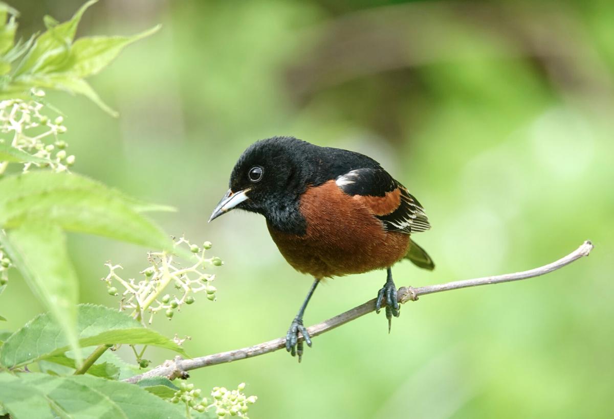 One Species or Two? A Winner Emerges in the Great Oriole Debate