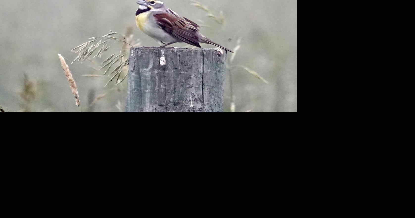 AL BATT: If all the world is a stage, birds are the applause sign ...