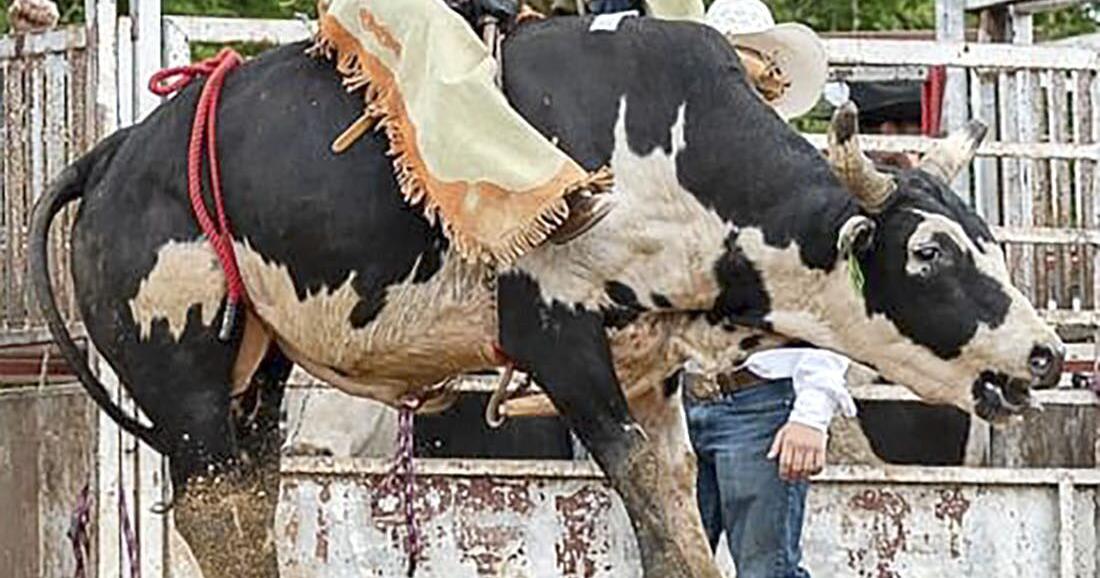 Local Bull Rider Finds Success in Youth Rodeos | News ...
