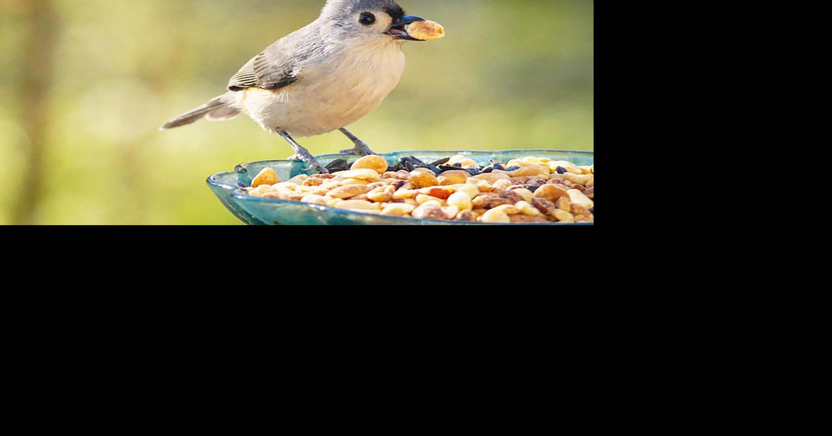 Scanning bird feeders pays off with big rewards | Community ...