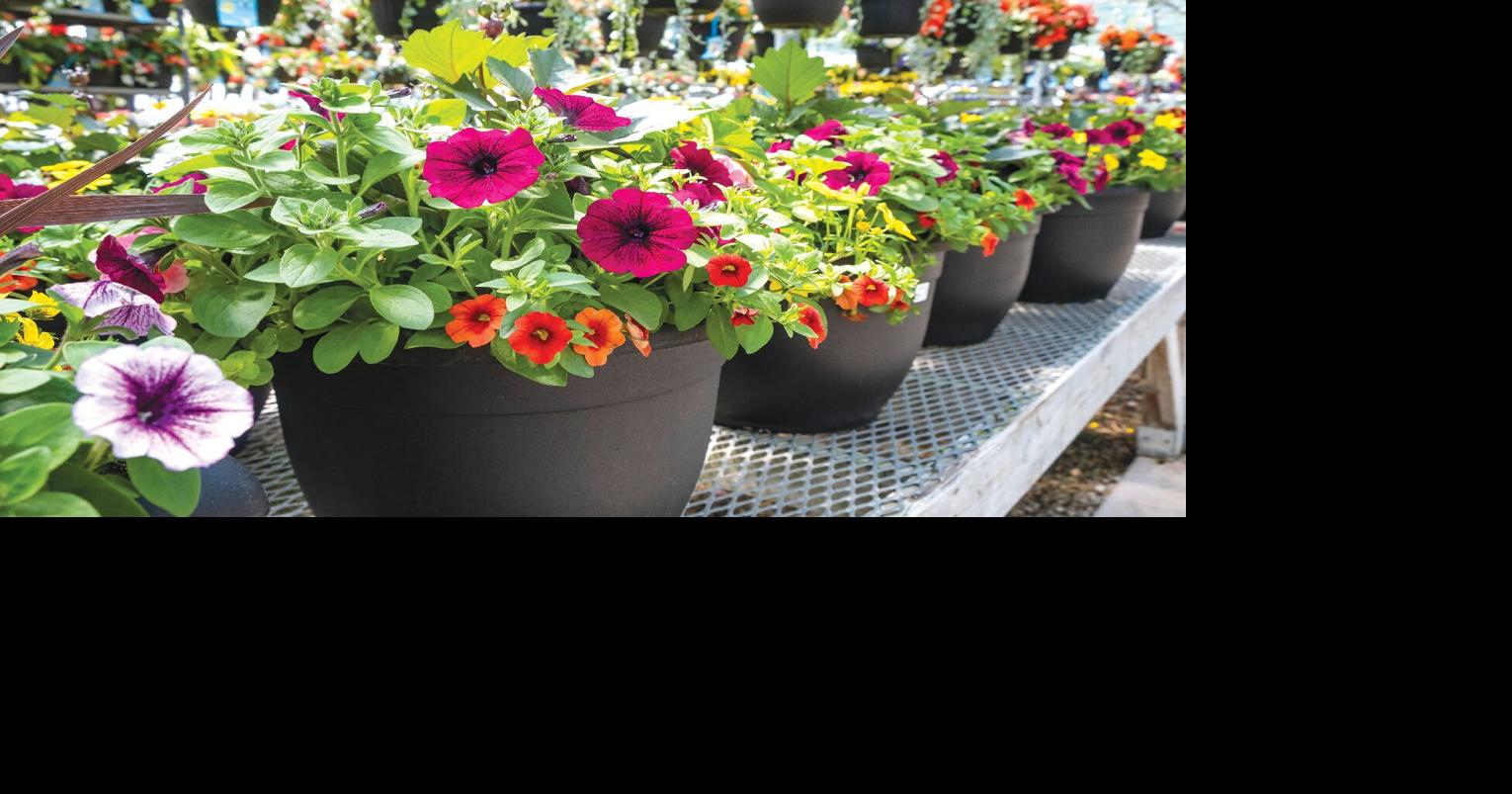 Garden Help Desk open at Scott County libraries BELLE PLAINE