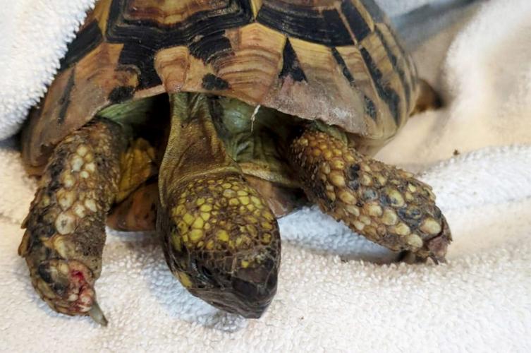 Tortoise has miracle escape after surviving trip through recycling centre machinery