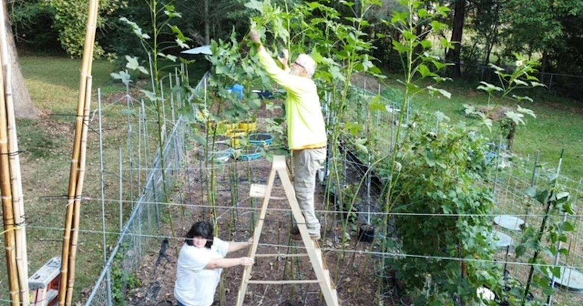 Henry County resident takes okra to new heights