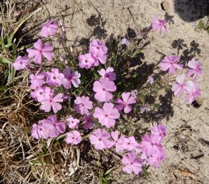 Mystery Plant: Trailing phlox, Phlox nivalis