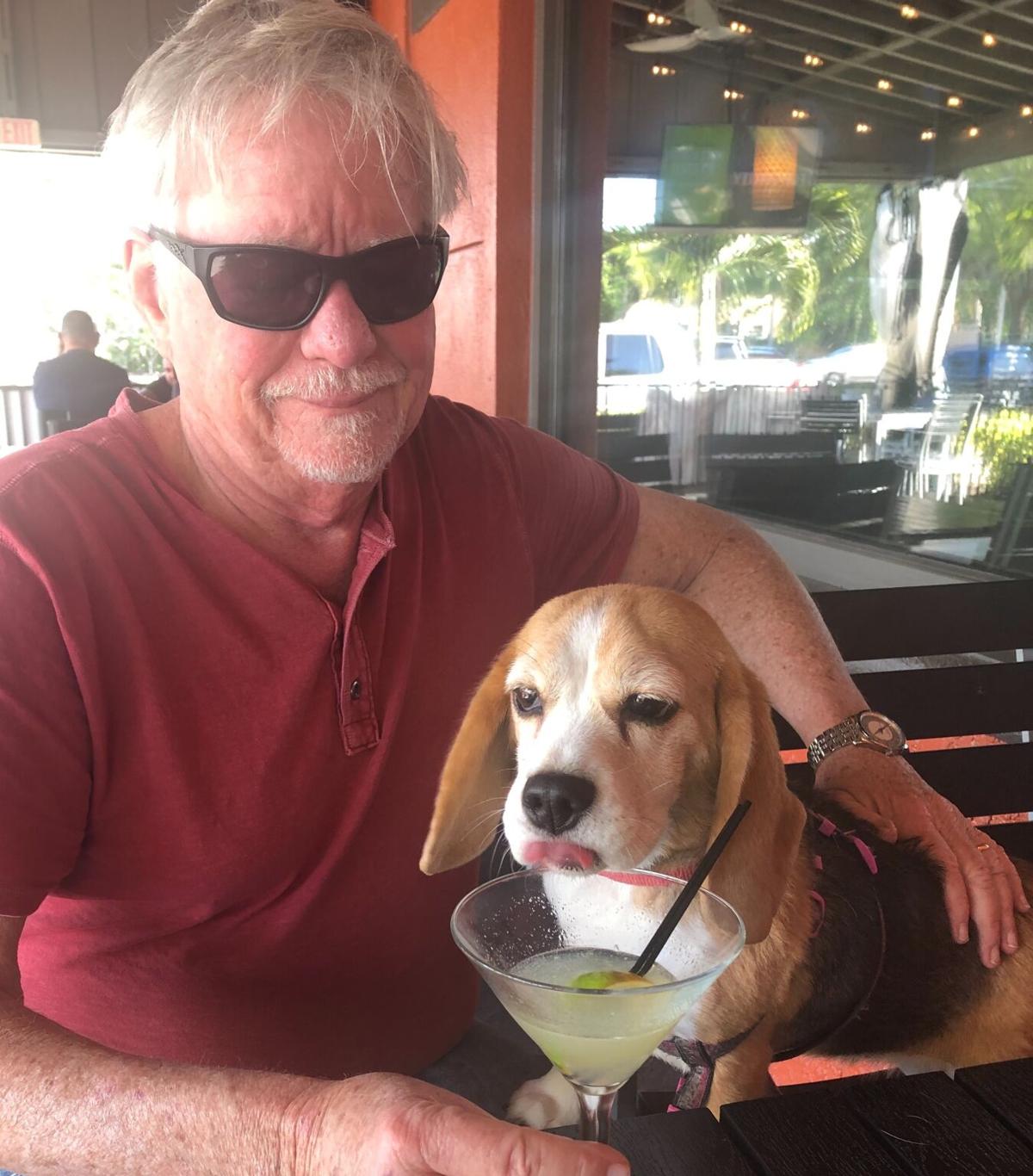 lost beagle