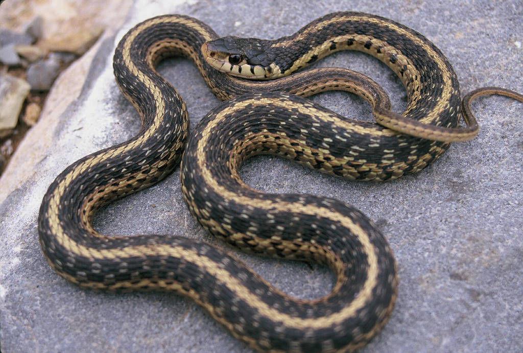 Questions about snakes? DNR has answers News