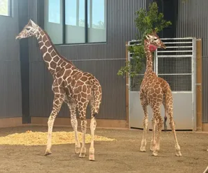 Abducted giraffes rescued and relocated to Georgia Safari Conservation Park in Madison