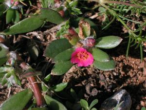 Mystery Plant: “Pink purslane,” Portulaca amilis
