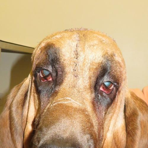 Bloodhound can finally see thanks to facelift to remove saggy head skin