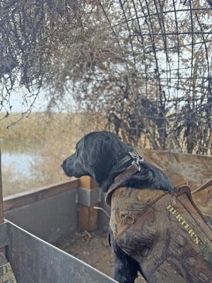 Grab your waders: Duck hunting season opens Nov. 22
