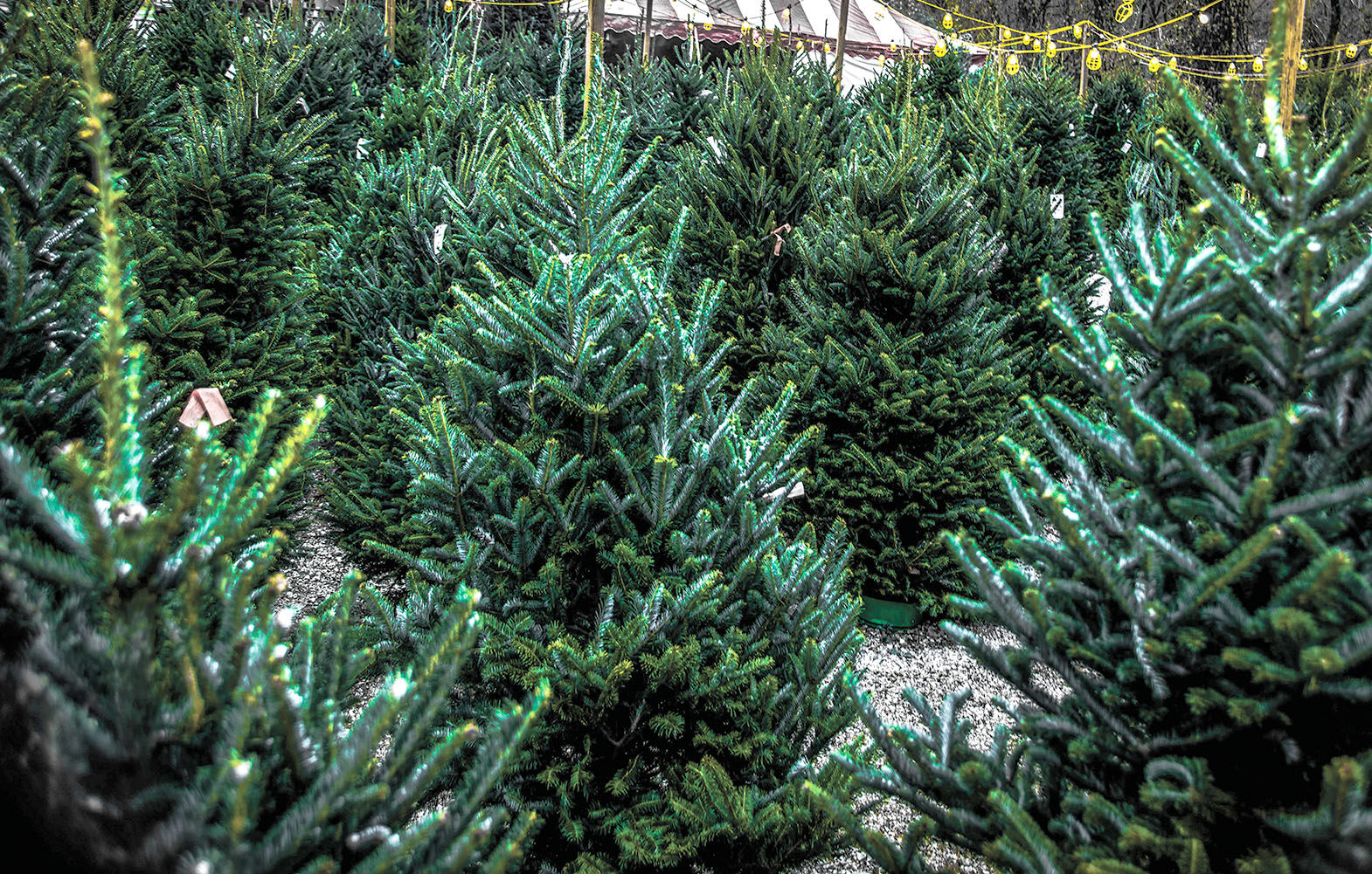 Recycle Christmas trees into summer mulch, animal toys - Vimarsana News
