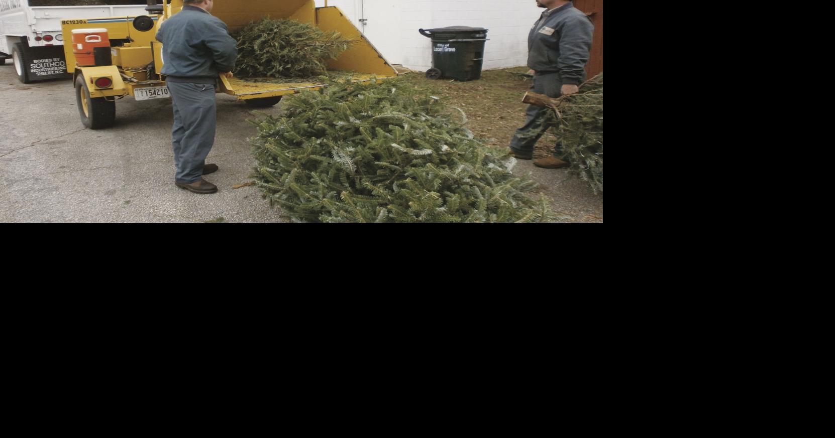 Where to discard live Christmas trees News