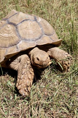 Noah's Ark Animal Sanctuary adds animals, opens new tortoise habitat