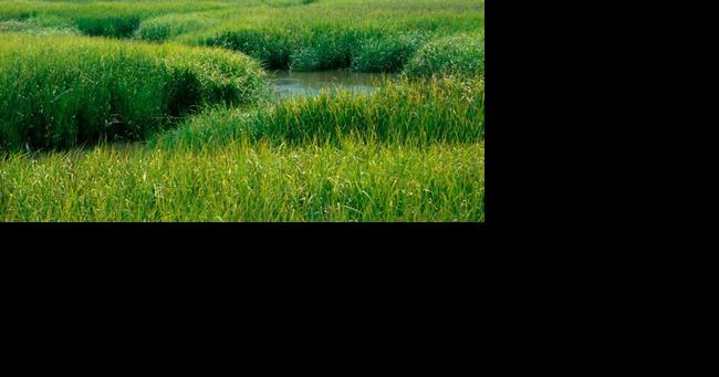 UGA Engineering teams with Nature Conservancy to protect Georgia's coast | Features - Vimarsana News