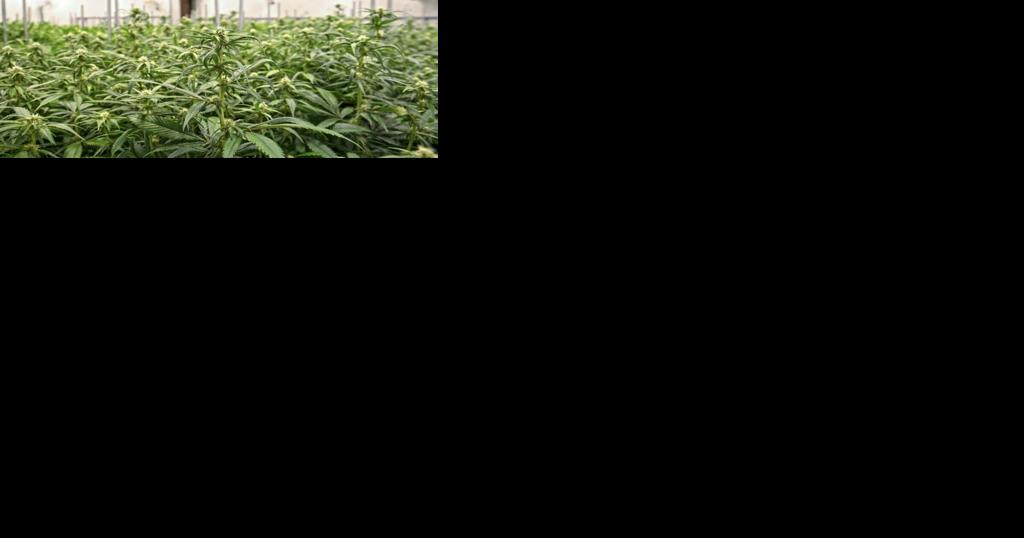 Gov. Brian Kemp's plan for medical cannabis could lead to do-over for Georgia license applicants | News - Vimarsana News