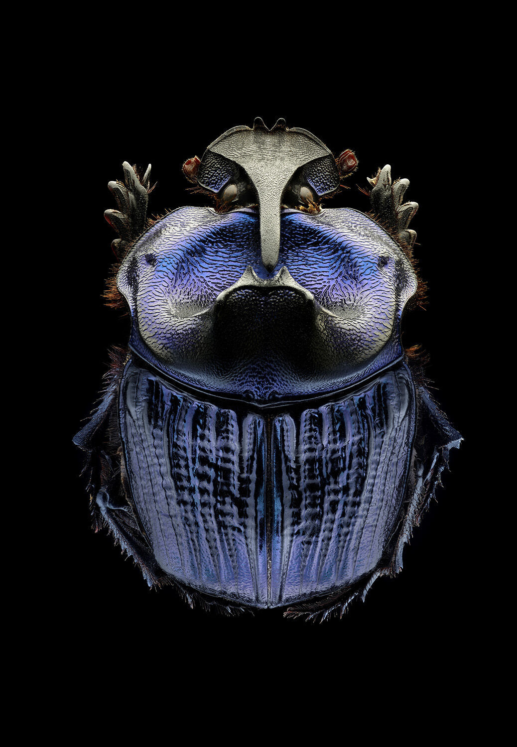 New exhibit at Fernbank presents larger-than-life portraits from the insect world - Vimarsana News