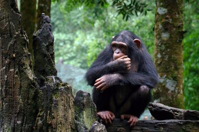 Los chimpancés salvajes pueden practicar la medicina natural