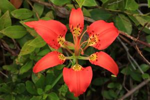 Mystery Plant: 'Pine lily,' Lilium catesbaei
