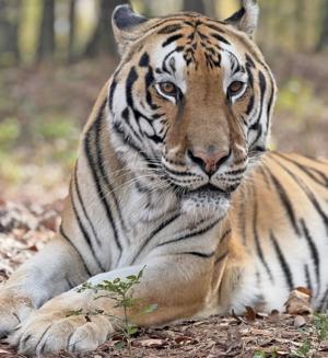 Noah’s Ark seeks ‘Tiger Tooth Fairies’ via fundraiser
