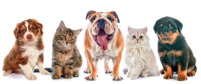 Henry Humane Society Participating In Pet Adoption Day At Governor S Mansion News Henryherald Com