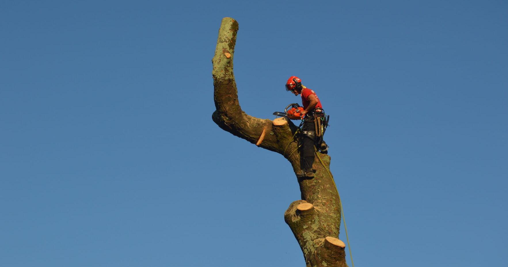 Historic magnolia removed from Covington Square - Vimarsana News