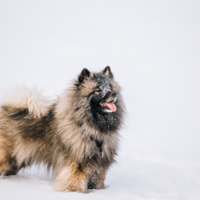 es legal el keeshond en eslovenia