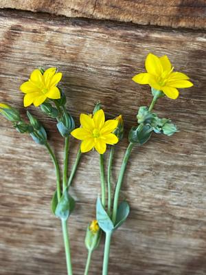Mystery Plant: Yellow-wort, Blackstonia perfoliata