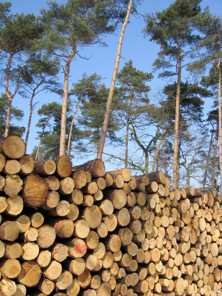 ConsumerQs What is a cord of wood? Features