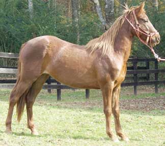 Local farm to raffle off Morgan filly