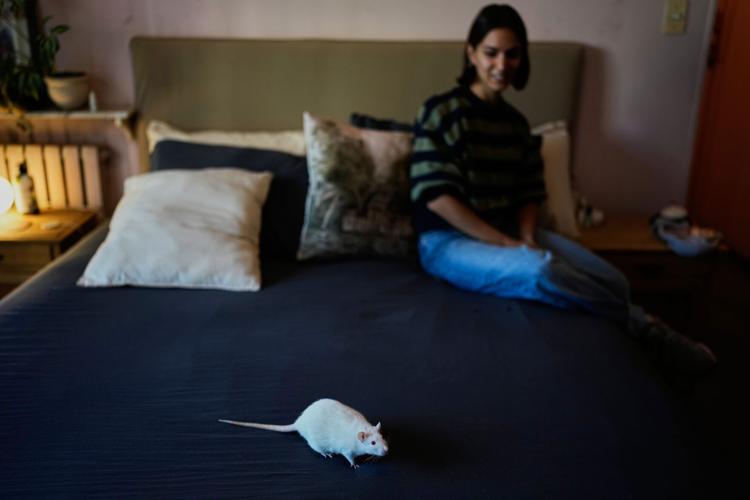 Unwanted lab rats find new homes and are adopted thanks to an Argentine ...