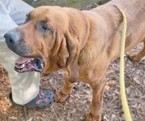 Fayette County K-9 Helps Find Missing Stockbridge Teen