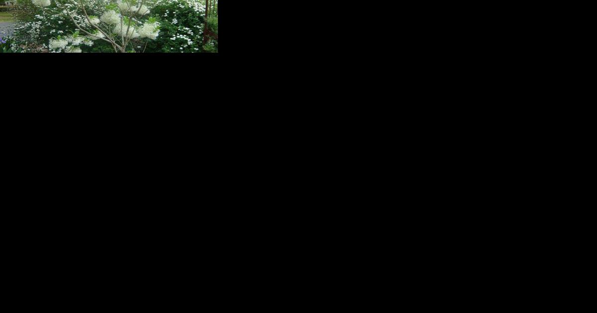 Lush landscape plants under 20 feet for small spaces - Vimarsana News