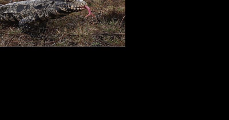 UGA-led training prepares citizens to identify, report nature's foreign invaders | News - Vimarsana News
