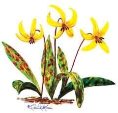 MORRIS: Trout lily is a reminder of God's humility and love