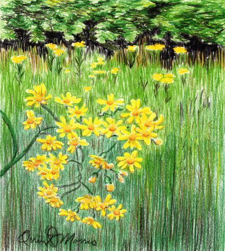 ORRIN MORRIS: Southern ragwort is also known as 'sneeze weed' | Faith ...